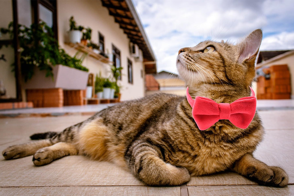 Velvet Breakaway Cat Collar with Bell and Bow Tie N840748