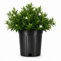 2 Extra Large 3 Gallon Frostproof Gardenia Jasminoides Fragrant Evergreen Shrub I46535