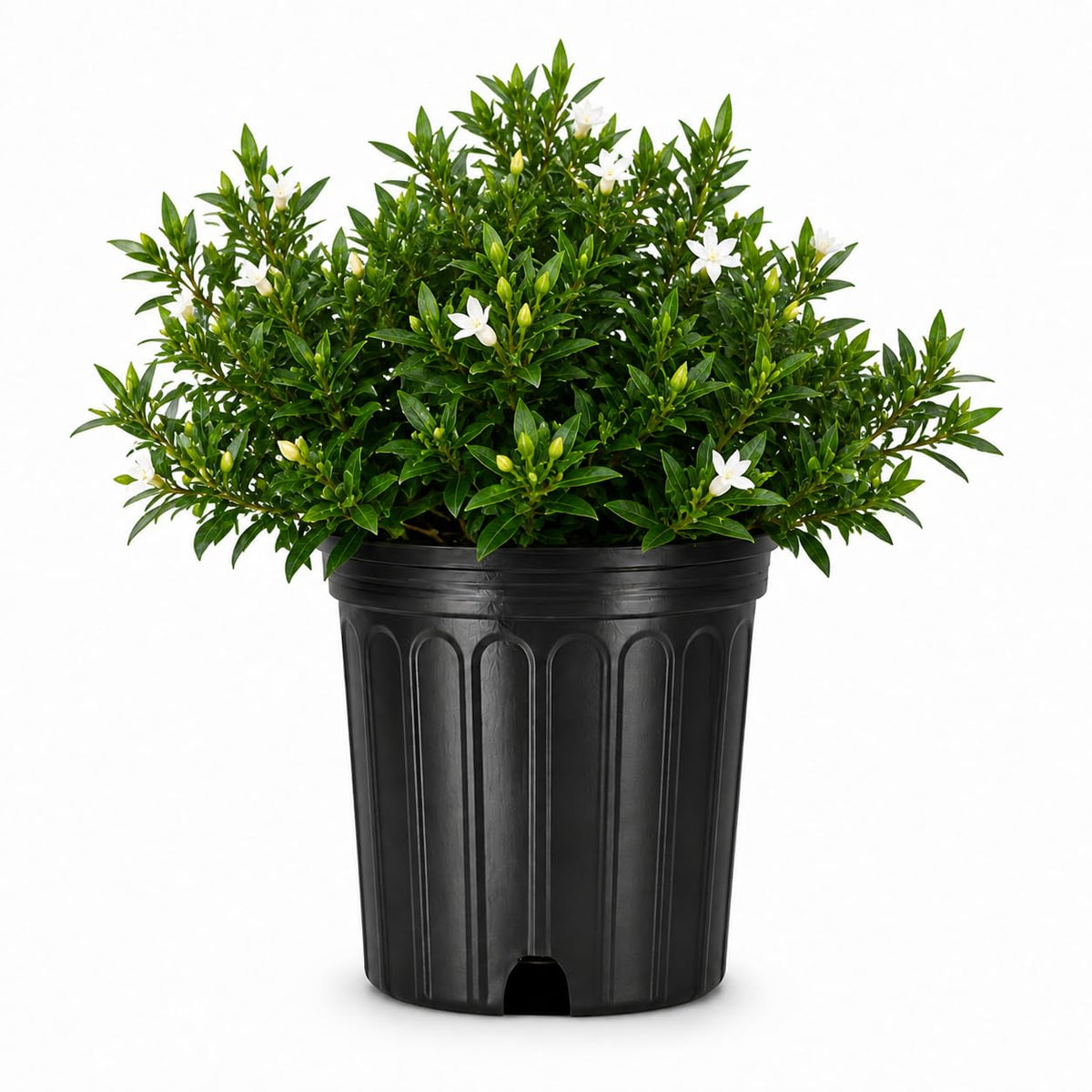 2 Extra Large 3 Gallon Frostproof Gardenia Jasminoides Fragrant Evergreen Shrub I46535