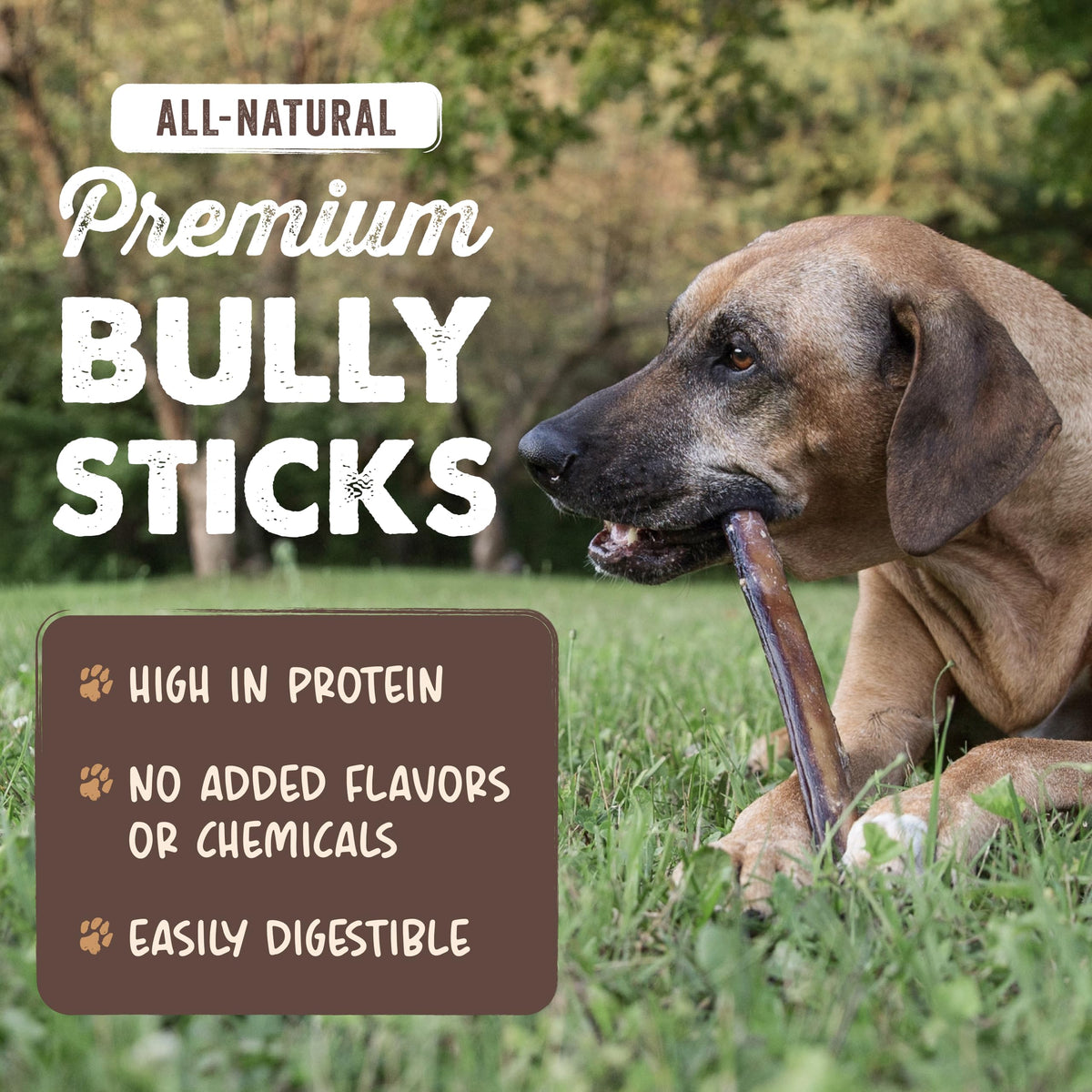 12" Bully Sticks Dog Chew T855