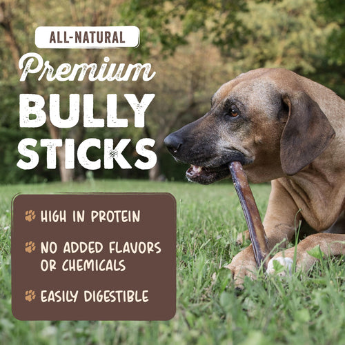 12" Bully Sticks Dog Chew T855